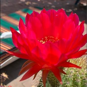 Meet your Posher, Maria